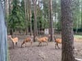 Продаем землю под ИЖС, 24 сотки. Фото 24