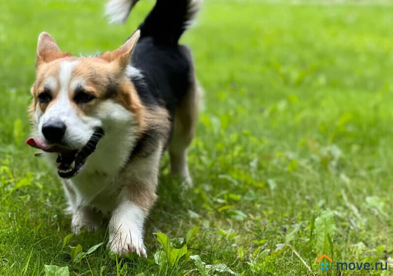 земля под ИЖС, 24 сотки