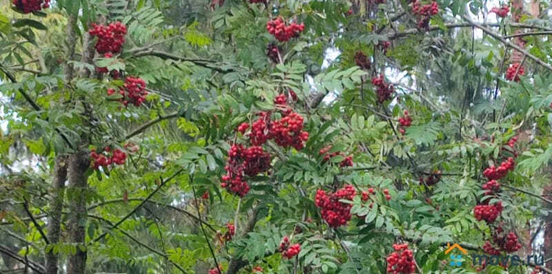 земля под ИЖС, 24 сотки