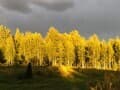 Продаю землю с/х назначения, 4 га. Фото 6