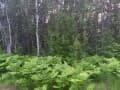 Продаем землю под ИЖС, 22 сотки. Фото 4