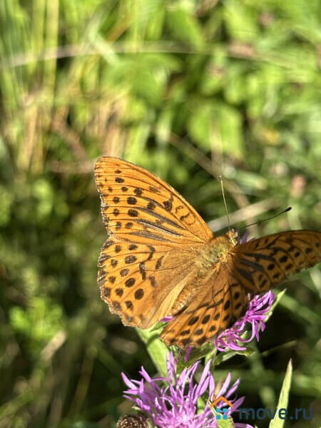 земля под ИЖС, 9 соток