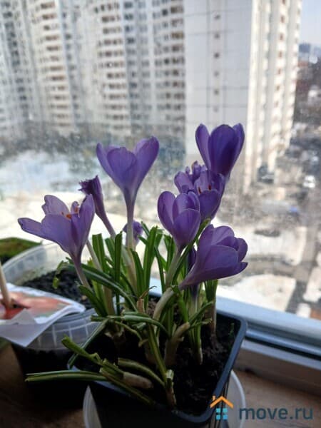 комната, 40 м&sup2;