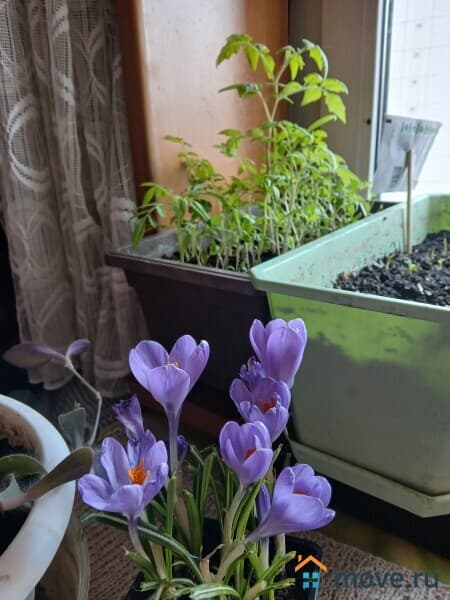 комната, 40 м&sup2;