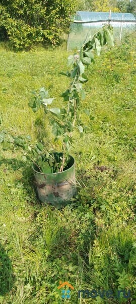 земля с/х назначения, 12 соток