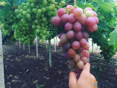 Продаем готовый бизнес, 100 м&sup2;, Бахчисарай, с. каштаны