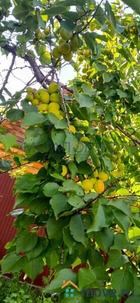 дом, 49.6 м&sup2;