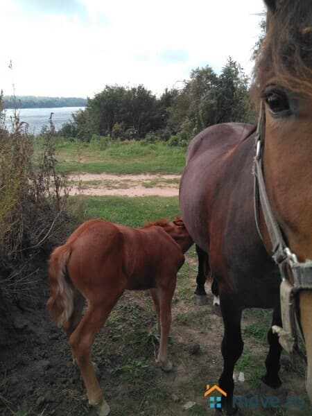 дом, 342 м&sup2;