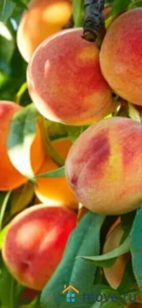 земля с/х назначения, 2.2 га