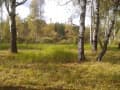 Продажа земли с/х назначения, 60 га. Фото 8