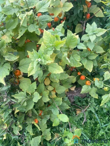 земельный участок, 5 соток