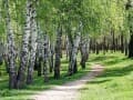 Продажа земли под ИЖС, 8 соток. Фото 1