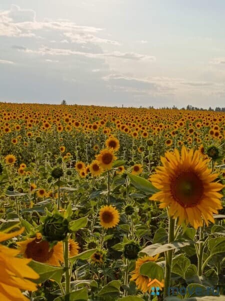 земля с/х назначения, 161.08 га