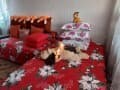Сдам в аренду комнату, 17 м², этаж 4 из 5. Фото 5