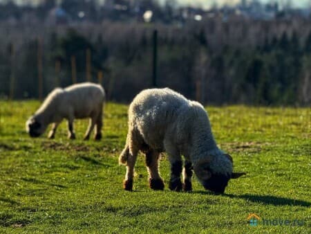 Продается земля под ИЖС, 7.2 сотки, Походкино, КП «Усадьбы Горки»