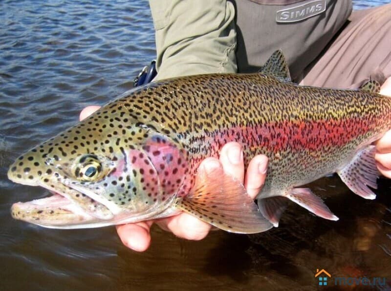 готовый бизнес, 100000 м²