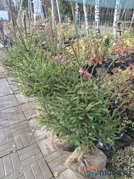 готовый бизнес, 500 м&sup2;