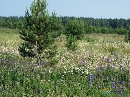 Продается земля с/х назначения, 37.53 га, Сарапулка