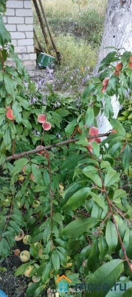 дача, 30 м&sup2;