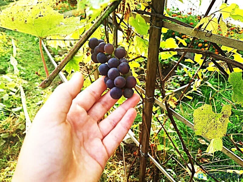 земельный участок, 6 соток